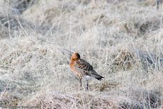 Uferschnepfe (5 von 6).jpg